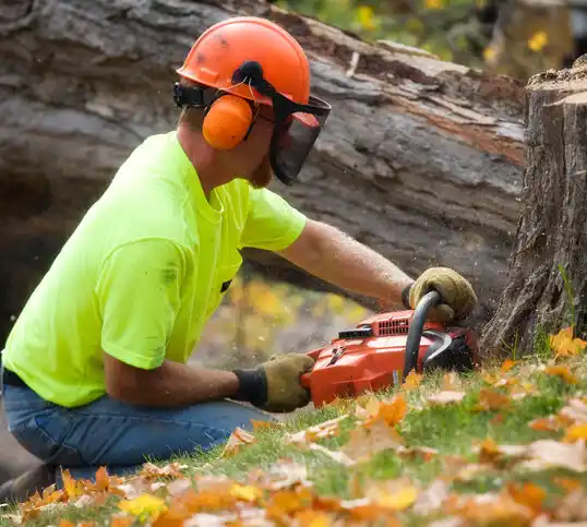 tree services Winton